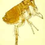 What Illness Do Fleas Carry?