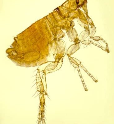 Can Fleas Kill a Human?