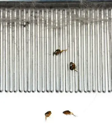 Why Do Fleas Bite Me?