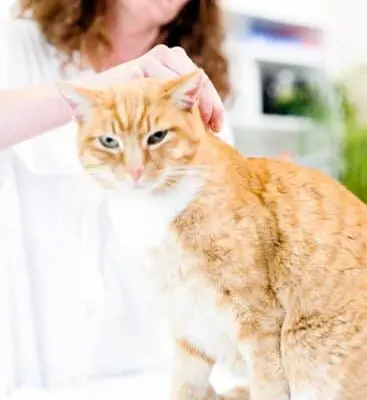 Will Coconut Oil Kill Fleas?