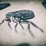 Can Fleas Be in Human Hair?