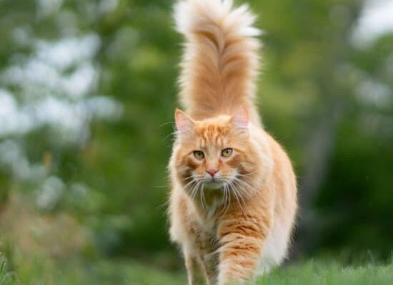 Do Flea Traps Work During the Day?