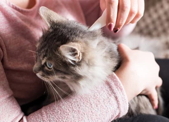 Do Fleas Make Humans Itch?
