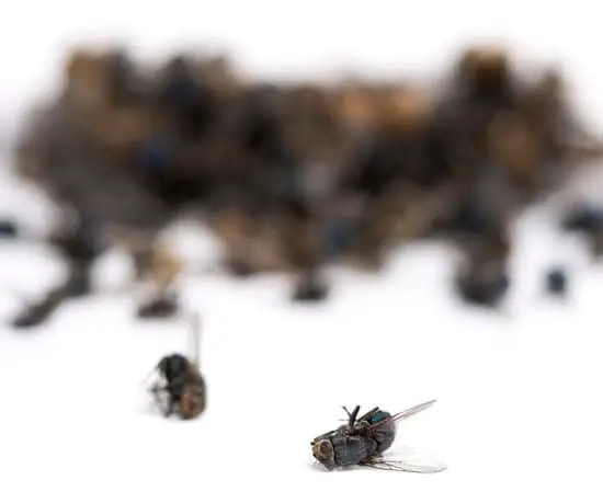 How Bad Are Flies on Food?