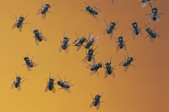 How Can Flies Multiply in Your House?