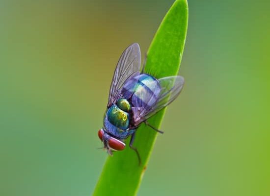 How Do Flies Go Away in the Winter?