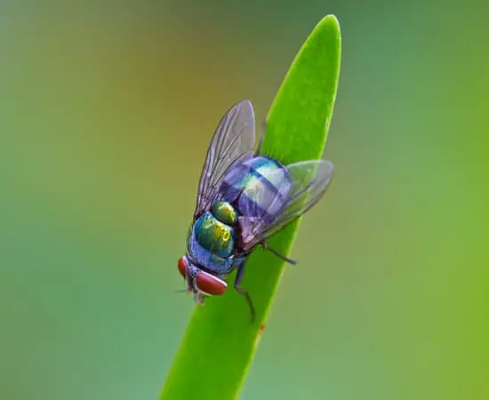 Can Flies Go in Your Ear?