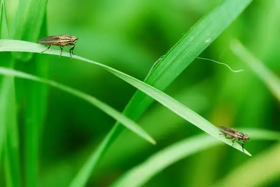 How Do Dead Flies Create Maggots?