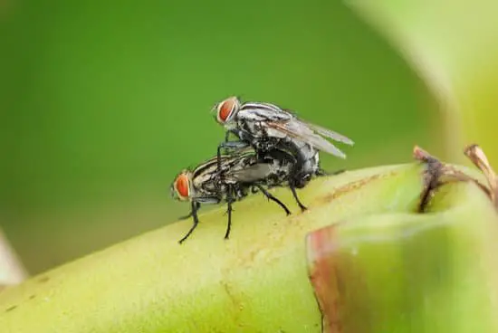 What Are Flies in the Bible?