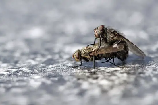 What Does It Mean When Flies Fly Low?