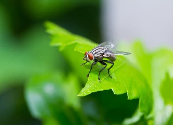 How Do Fly’s Drink Water?