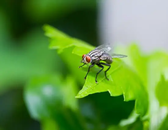 What is the Easiest Way to Get Rid of Flies?
