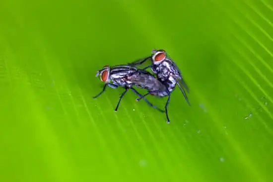 Where Does Flies Come From?