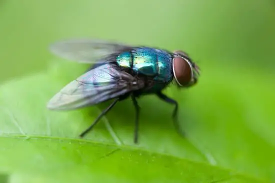 Can Flies Walk on Water?