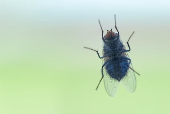 Why Do Flies Fly in Circles?
