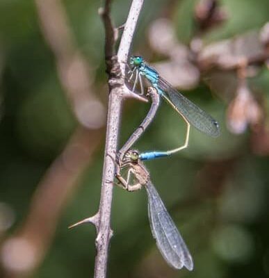 Can Flies Kill You?