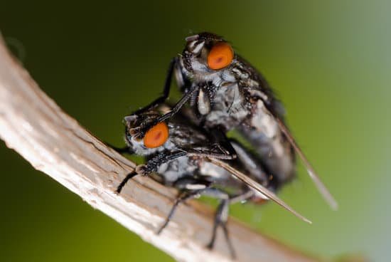 How Does a Fly Take Off Backwards?