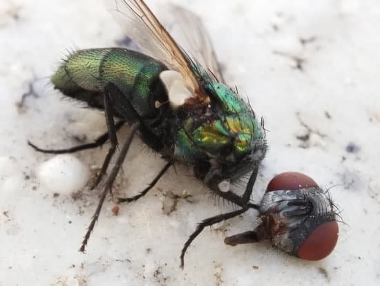Why Do Some Flies Bite And Others Don T Pestwhisperer Com