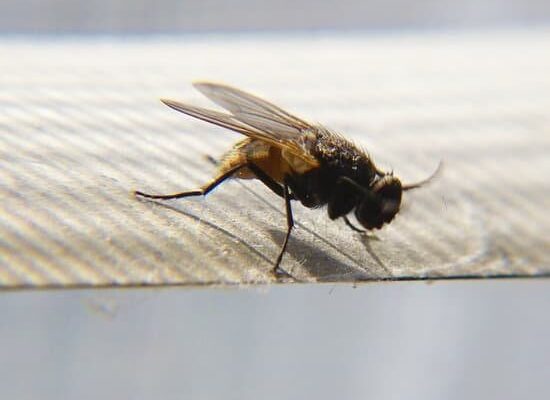 How Big Are Horse Flies?