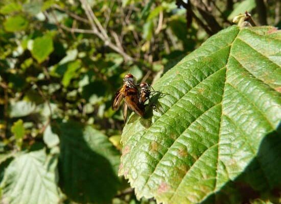 What Essential Oils Are Good For Flies?