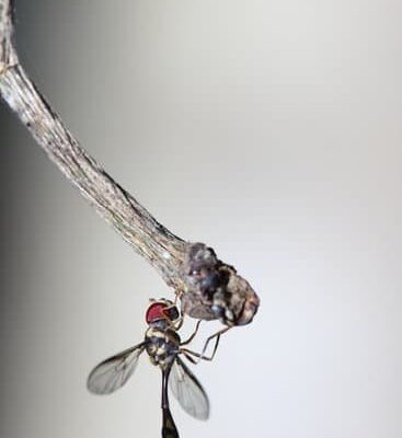 What Kind of Plants Do Flies Hate?