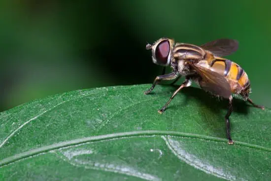 Do Bananas Create Fruit Flies?