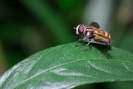 How Do Flies Live in Trees?