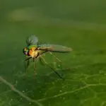 How Do Flies Remove Their Head?