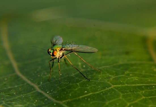 How Do Fruit Fly Wings Regenerate?
