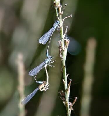 You Can Catch More Flies With Honey Than With Vinegar