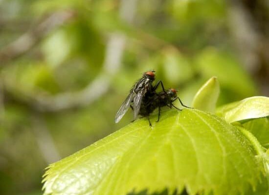 Why Are Flies in My House?