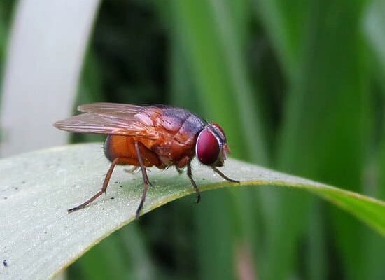 Do Flies Have Teeth?