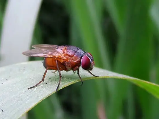 How Can Flies Kill Plants?