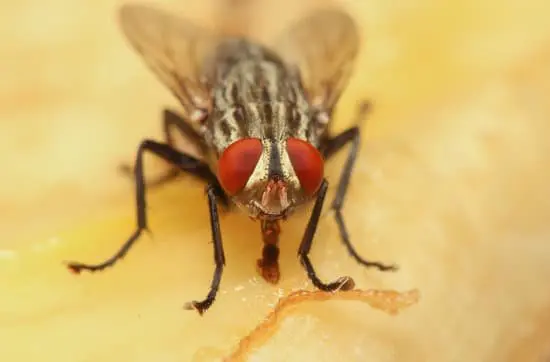 Do Flies Cause Harm to Humans?