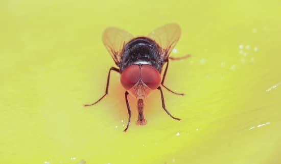 Do I Need Pest Control For Fruit Flies?