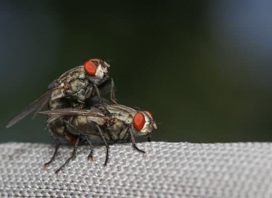 How Do Flies Taste With Their Feet?