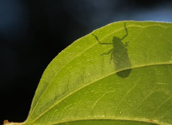 Are Flies Bad For Weed Plants?