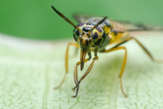 Do Flies Live in Groups?