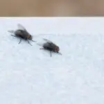 Is It Possible For Flies to Pierce Plastic?