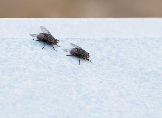 Does Irish Spring Soap Repellent Flies?