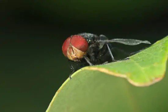 How Big Are Flies Eyes?