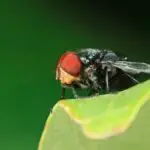 Can Fly Bites Make You Itch?