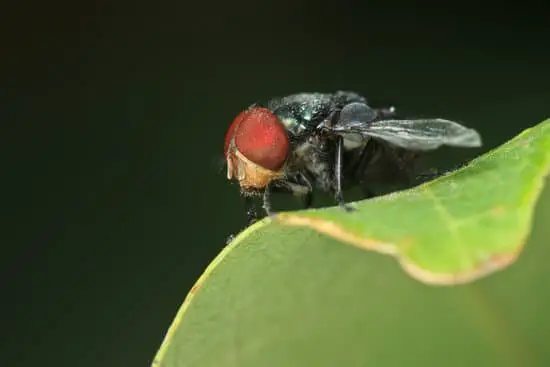 What Flies Can Bite UK?