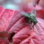 Are Flies Good Pollinators?