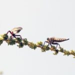 What Types of Insects and Fly Bites Are Common in the UK?
