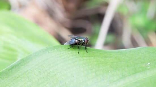 What Are Flies With Striped Wings?