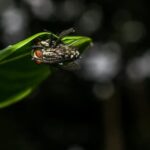 How Do Flies and Houseflies Reproduce?