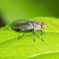 How Common Are Bot Flies in the United States? - pestwhisperer.com