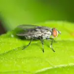 How Long Do Houseflies Live?