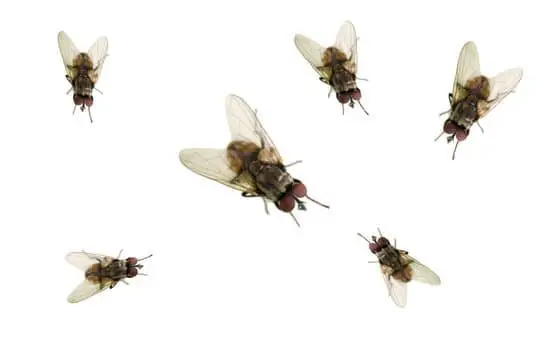 Why Are Flies Attracted to Your Home?
